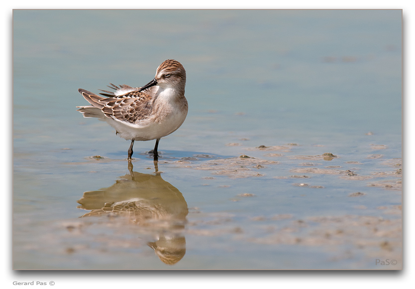Semipalmated Sandpiper - click to enlarge image