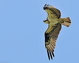 Osprey in flight - click to enlarge