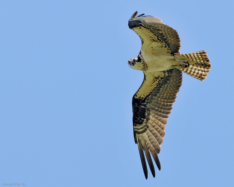 Osprey _DSC3134.JPG - click to enlarge image
