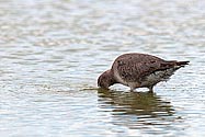 Hudsonian Godwit - click to enlarge