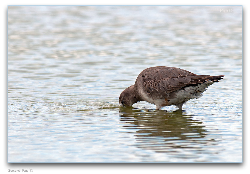 Hudsonian Godwit _DSC31471.JPG - click to enlarge image