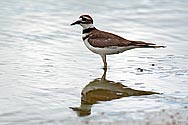 Killdeer - click to enlarge