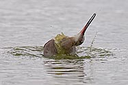 Hudsonian Godwit bathing - click to enlarge