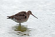 Hudsonian Godwit - click to enlarge
