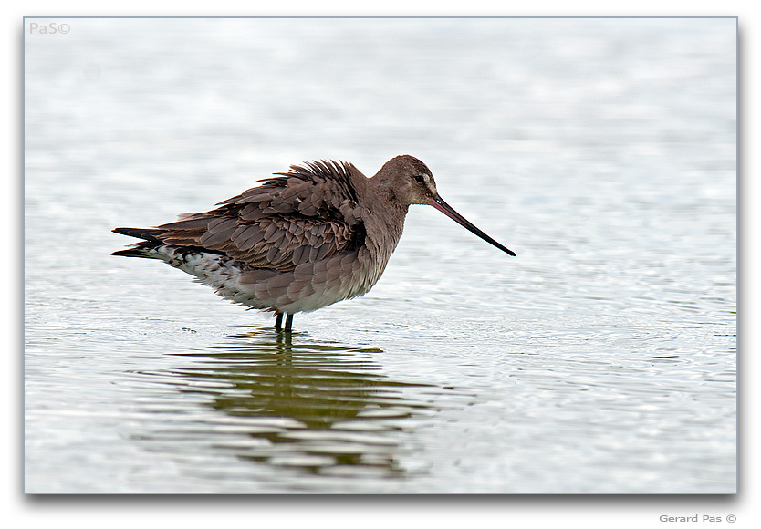 Hudsonian Godwit _DSC31727.JPG - click to enlarge image