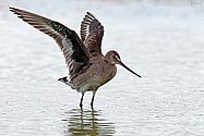 Hudsonian Godwit - click to enlarge