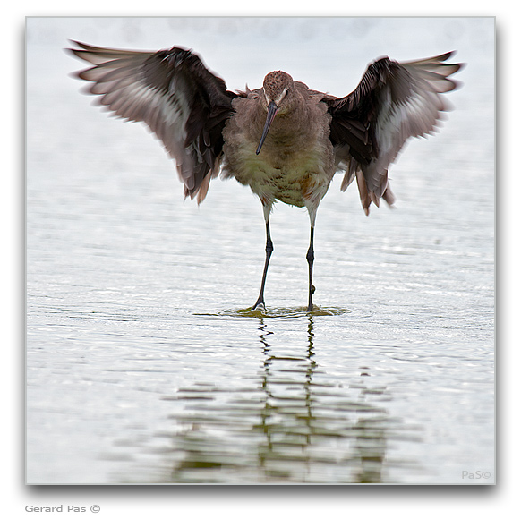 Hudsonian Godwit _DSC31787.JPG - click to enlarge image