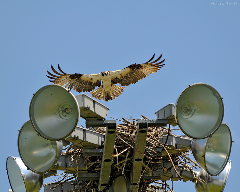 Osprey _DSC3208.JPG - click to enlarge image