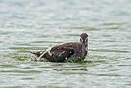 Hudsonian Godwit bathing - click to enlarge