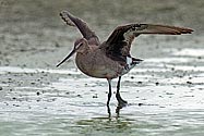 Hudsonian Godwit - click to enlarge