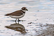 Semipalmated Plover - click to enlarge