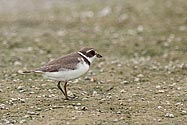 Semipalmated Plover - click to enlarge
