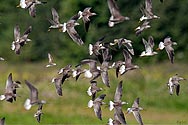 Incontinence of Sandpipers - click to enlarge