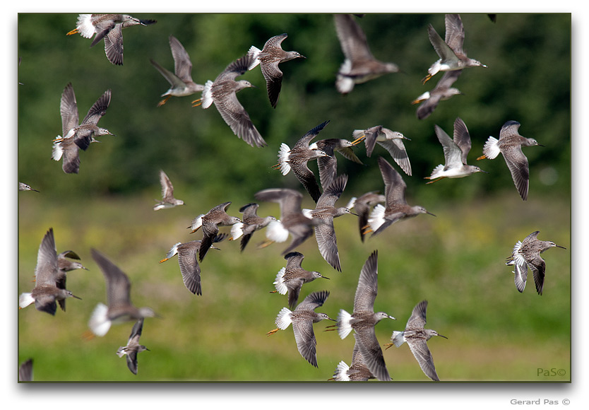 Incontinence of Greater Yellowlegs and Baird's Sandpipers _DSC32236.JPG - click to enlarge image