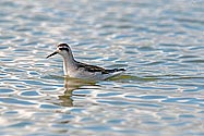 Red-necked Phalarope - click to enlarge