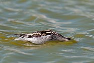 Red-necked Phalarope - click to enlarge
