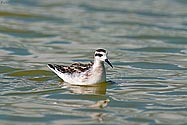 Red-necked Phalarope - click to enlarge