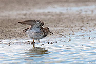 Pectoral Sandpiper - click to enlarge