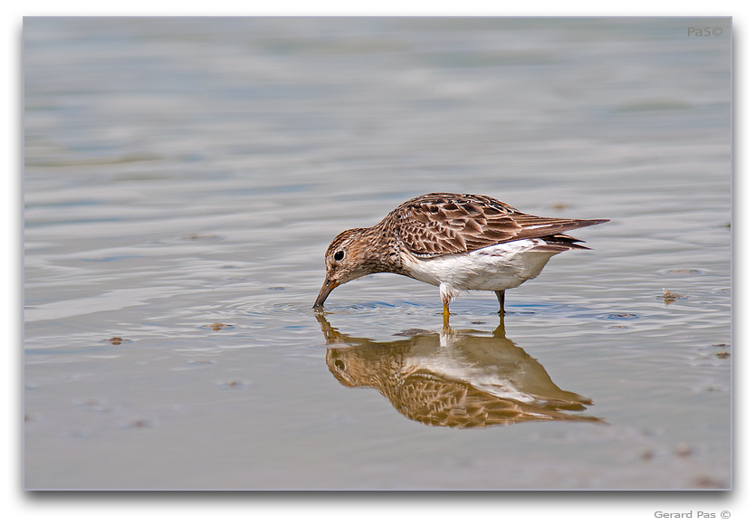 Pectoral Sandpiper _DSC32451.JPG - click to enlarge image