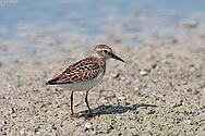 Semipalmated Sandpiper - click to enlarge