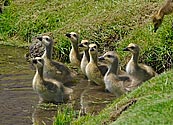 Canada Goose goslings - click to enlarge