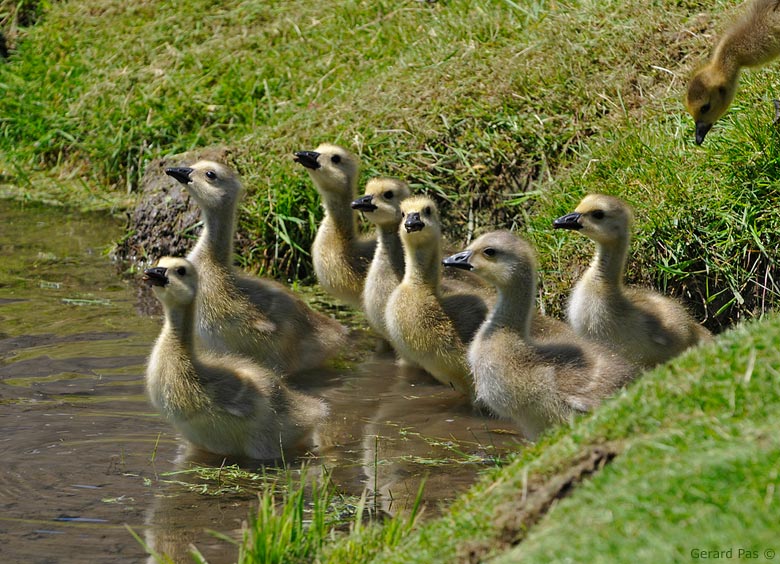 Canada Geese Goslings _DSC3265.JPG - click to enlarge image