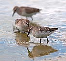 Baird's Sandpiper - click to enlarge
