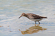 Pectoral Sandpiper - click to enlarge