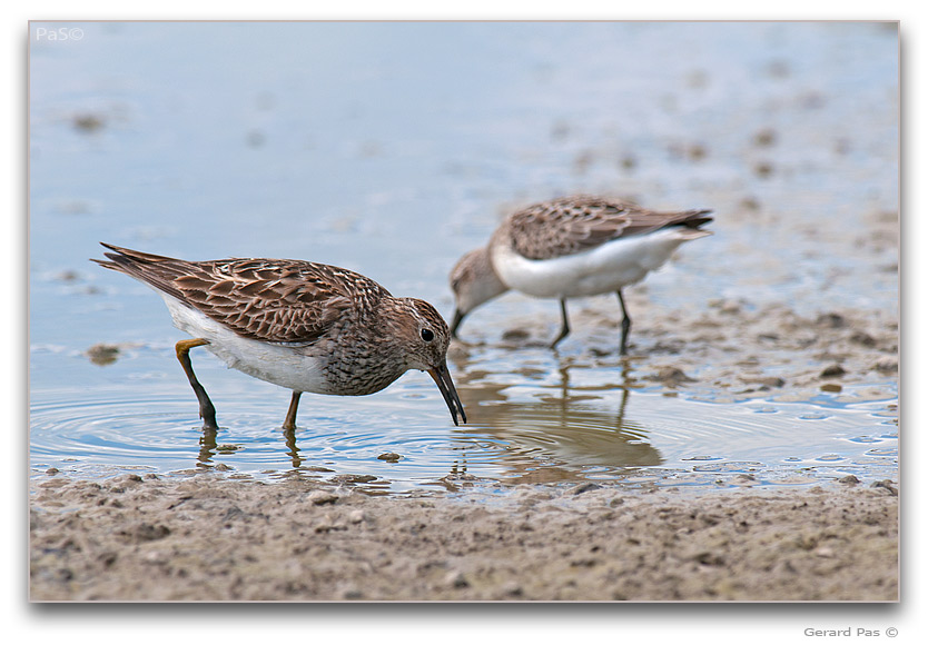 Pectoral Sandpiper _DSC32803.JPG - click to enlarge image