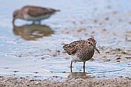 Pectoral Sandpiper - click to enlarge