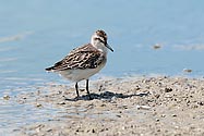 Baird's Sandpiper - click to enlarge