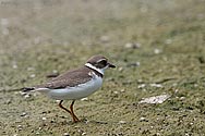 Semipalmated Plover - click to enlarge