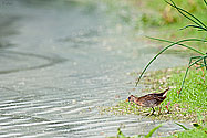 Sora Rail - click to enlarge