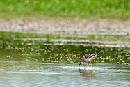 Stilt Sandpiper - click to enlarge