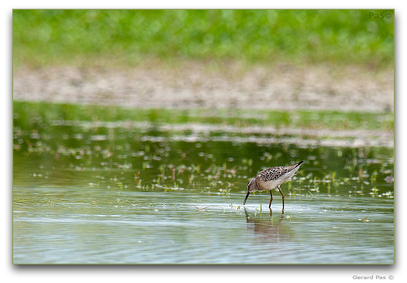 Stilt Sandpiper - click to enlarge image