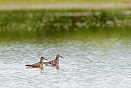 Stilt Sandpiper - click to enlarge