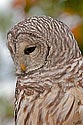 Barred Owl - click to enlarge