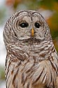 Barred Owl - click to enlarge