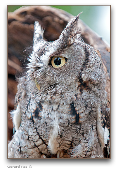 Eastern Screech Owl - click to enlarge image
