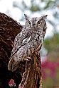 Eastern Screech Owl - click to enlarge