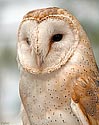 Barn Owl - click to enlarge