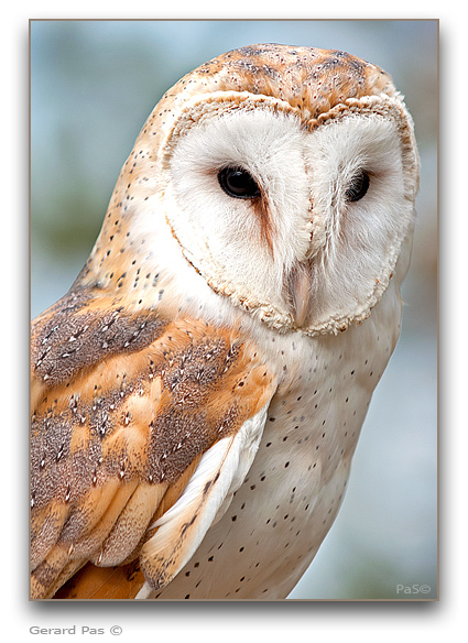 Barn Owl - click to enlarge image