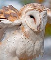 Barn Owl - click to enlarge