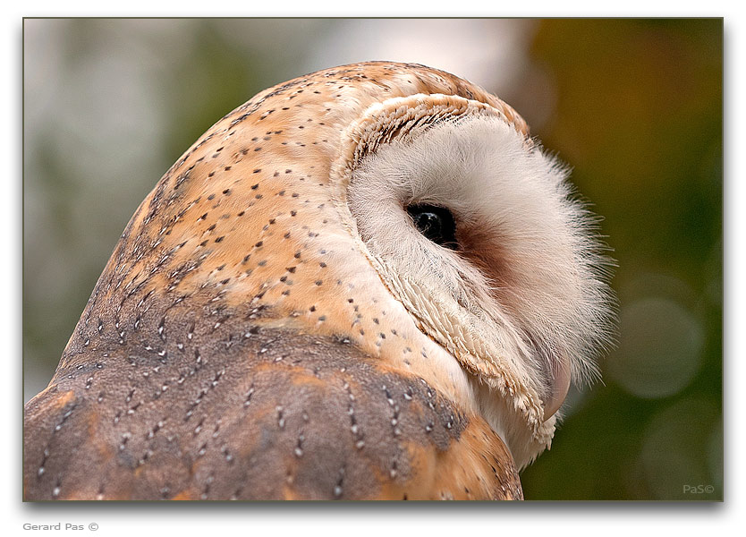 Barn Owl - click to enlarge image