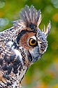 Great Horned Owl - click to enlarge