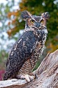 Great Horned Owl - click to enlarge