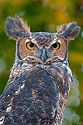 Great Horned Owl - click to enlarge