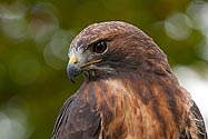 Red-tailed Hawk - click to enlarge