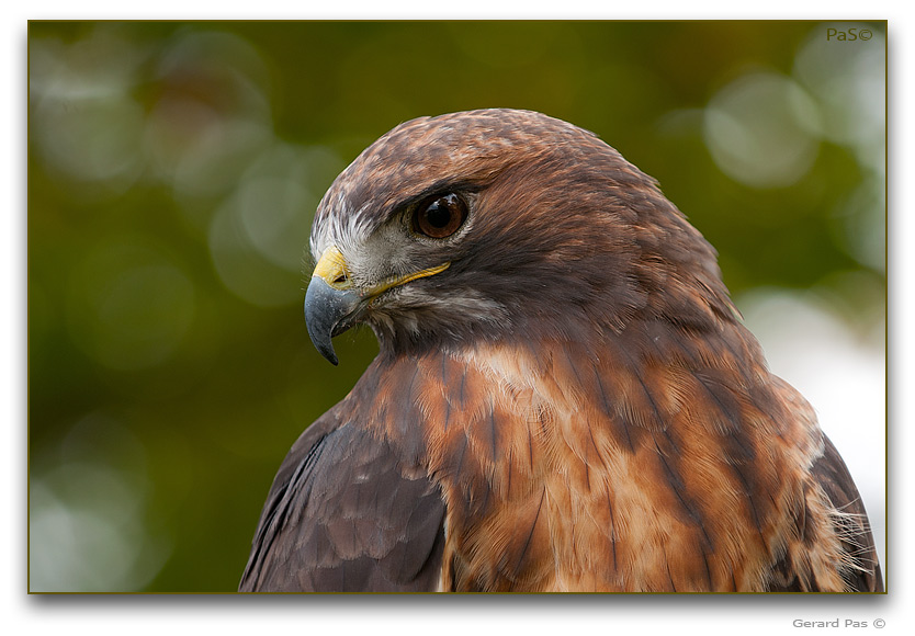 Red-tailed Hawk - click to enlarge image