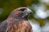 Red-tailed Hawk - click to enlarge